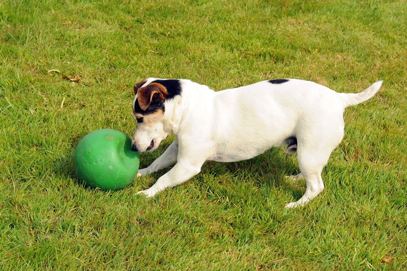 fehér kutya labdával játszik